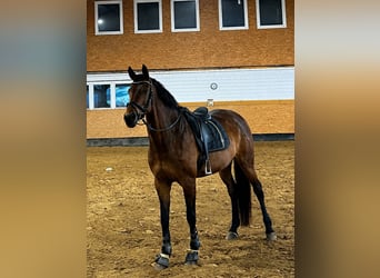 Hannoveraner, Stute, 13 Jahre, 173 cm, Brauner
