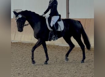 Hannoveraner, Stute, 13 Jahre, 173 cm, Dunkelbrauner