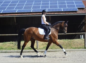 Hannoveraner, Stute, 13 Jahre, 174 cm, Brauner