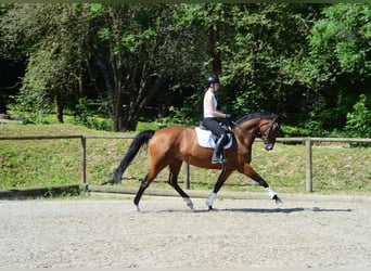 Hannoveraner, Stute, 13 Jahre, 174 cm, Brauner
