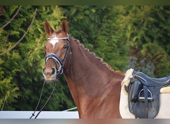 Hannoveraner, Stute, 13 Jahre, 174 cm, Dunkelfuchs