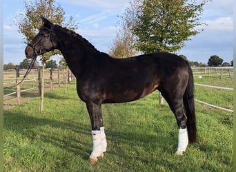 Hannoveraner, Stute, 13 Jahre, 175 cm, Dunkelbrauner