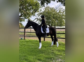 Hannoveraner, Stute, 13 Jahre, 175 cm, Dunkelbrauner