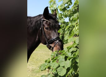 Hannoveraner, Stute, 13 Jahre, 175 cm, Dunkelbrauner