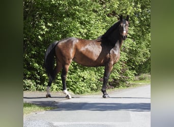 Hannoveraner, Stute, 13 Jahre, 175 cm, Dunkelbrauner