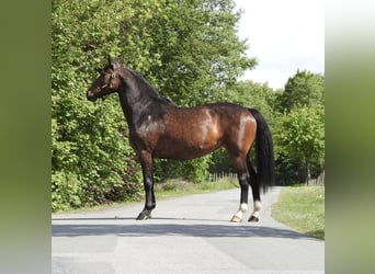 Hannoveraner, Stute, 13 Jahre, 175 cm, Dunkelbrauner