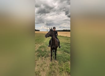 Hannoveraner, Stute, 13 Jahre, 175 cm, Rappe