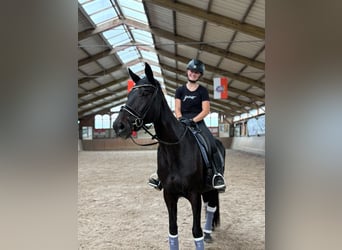 Hannoveraner, Stute, 13 Jahre, 175 cm, Rappe