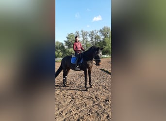 Hannoveraner, Stute, 13 Jahre, 175 cm, Rappe