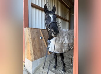 Hannoveraner, Stute, 13 Jahre, 175 cm, Rappe