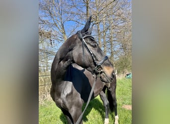 Hannoveraner, Stute, 13 Jahre, 175 cm, Schwarzbrauner