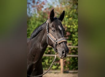 Hannoveraner, Stute, 13 Jahre, 175 cm, Schwarzbrauner