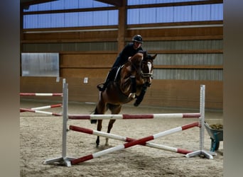 Hannoveraner, Stute, 13 Jahre, Brauner