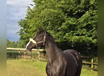 Hannoveraner, Stute, 13 Jahre