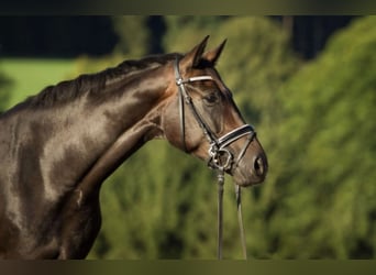 Hannoveraner, Stute, 13 Jahre