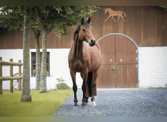 Hannoveraner, Stute, 14 Jahre, 156 cm, Brauner