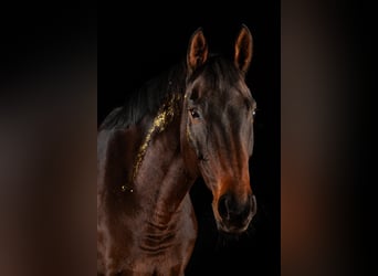 Hannoveraner, Stute, 14 Jahre, 160 cm, Brauner