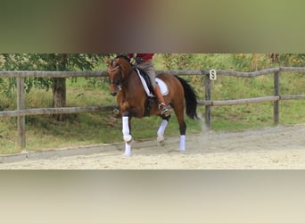 Hannoveraner, Stute, 14 Jahre, 162 cm, Brauner