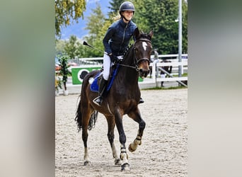 Hannoveraner, Stute, 14 Jahre, 162 cm, Brauner