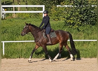 Hannoveraner, Stute, 14 Jahre, 162 cm, Brauner