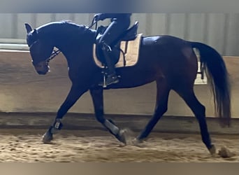 Hannoveraner, Stute, 14 Jahre, 162 cm, Dunkelbrauner