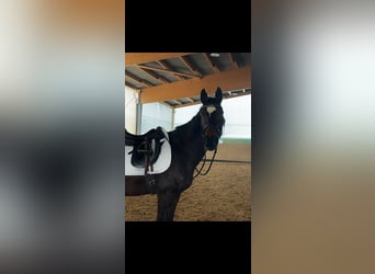 Hannoveraner, Stute, 14 Jahre, 162 cm, Dunkelbrauner