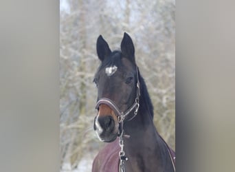 Hannoveraner, Stute, 14 Jahre, 163 cm, Dunkelbrauner