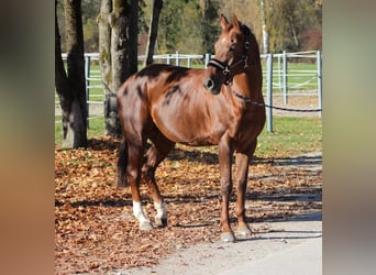 Hannoveraner, Stute, 14 Jahre, 163 cm, Fuchs