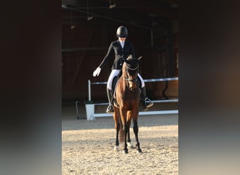 Hannoveraner, Stute, 14 Jahre, 164 cm, Brauner