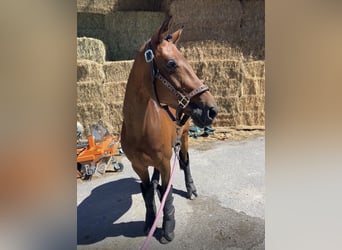 Hannoveraner, Stute, 14 Jahre, 164 cm, Brauner