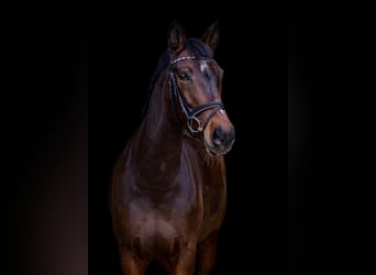 Hannoveraner, Stute, 14 Jahre, 164 cm, Dunkelbrauner