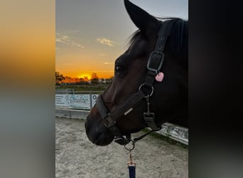 Hannoveraner, Stute, 14 Jahre, 165 cm, Dunkelbrauner