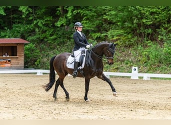 Hannoveraner, Stute, 14 Jahre, 165 cm, Dunkelbrauner