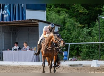 Hannoveraner, Stute, 14 Jahre, 165 cm, Dunkelbrauner