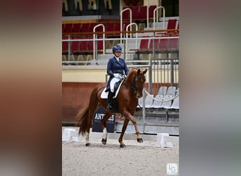 Hannoveraner, Stute, 14 Jahre, 165 cm, Fuchs