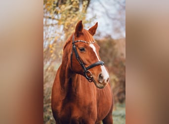 Hannoveraner, Stute, 14 Jahre, 165 cm, Fuchs