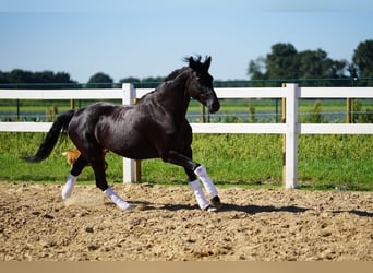 Hannoveraner, Stute, 14 Jahre, 165 cm, Rappe