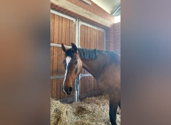 Hannoveraner, Stute, 14 Jahre, 166 cm, Brauner