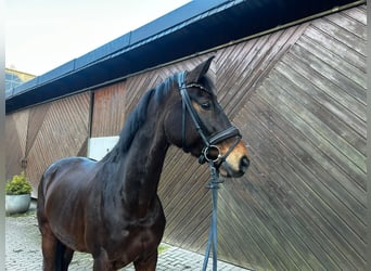 Hannoveraner, Stute, 14 Jahre, 166 cm, Dunkelbrauner