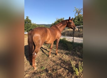 Hannoveraner, Stute, 14 Jahre, 166 cm, Dunkelfuchs