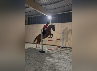 Hannoveraner, Stute, 14 Jahre, 166 cm, Dunkelfuchs