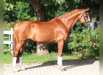 Hannoveraner, Stute, 14 Jahre, 166 cm, Fuchs