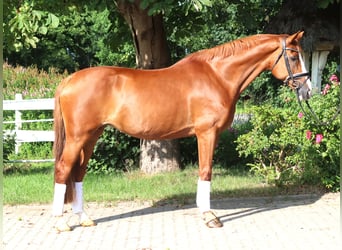 Hannoveraner, Stute, 14 Jahre, 166 cm, Fuchs