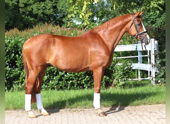 Hannoveraner, Stute, 14 Jahre, 166 cm, Fuchs