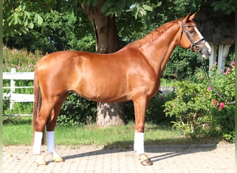 Hannoveraner, Stute, 14 Jahre, 166 cm, Fuchs