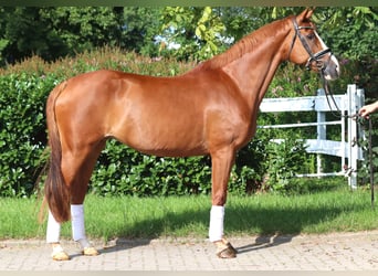 Hannoveraner, Stute, 14 Jahre, 166 cm, Fuchs