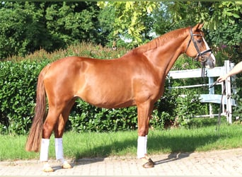 Hannoveraner, Stute, 14 Jahre, 166 cm, Fuchs