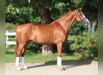 Hannoveraner, Stute, 14 Jahre, 166 cm, Fuchs
