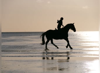 Hannoveraner, Stute, 14 Jahre, 167 cm, Brauner