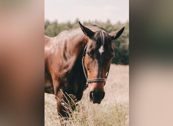 Hannoveraner, Stute, 14 Jahre, 167 cm, Dunkelbrauner